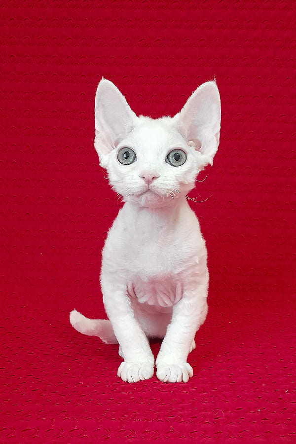 Nigel | Devon Rex Kitten