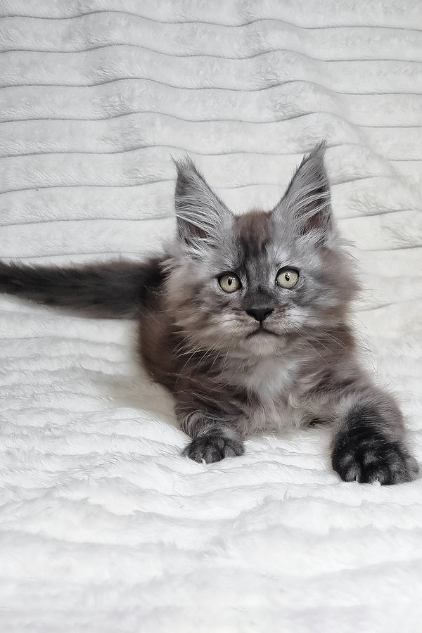 Nik | Maine Coon Kitten