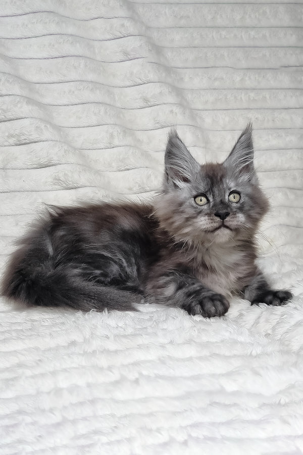 Nik | Maine Coon Kitten