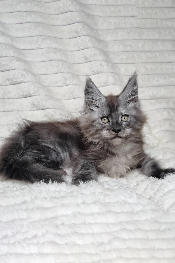 Nik | Maine Coon Kitten