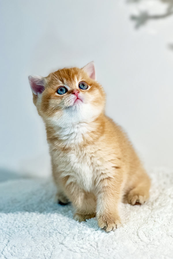 Nika | British Shorthair Kitten