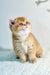 Nika | British Shorthair Kitten