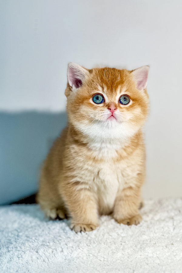 Nika | British Shorthair Kitten