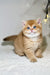 Nika | British Shorthair Kitten