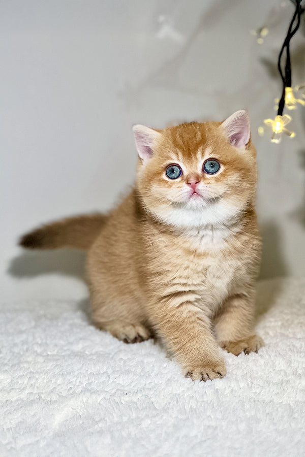 Nika | British Shorthair Kitten