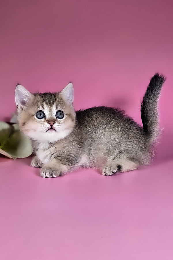 Nika | Munchkin Kitten