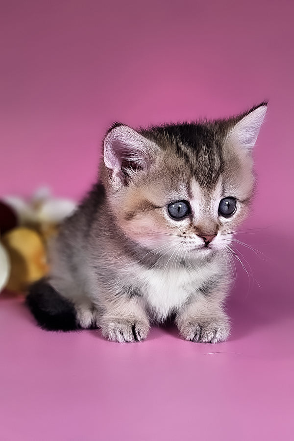 Nika | Munchkin Kitten