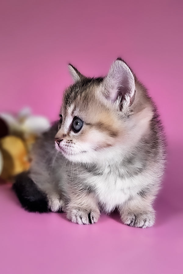 Nika | Munchkin Kitten
