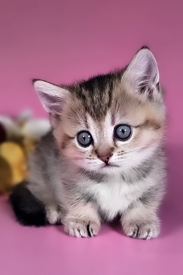 Nika | Munchkin Kitten