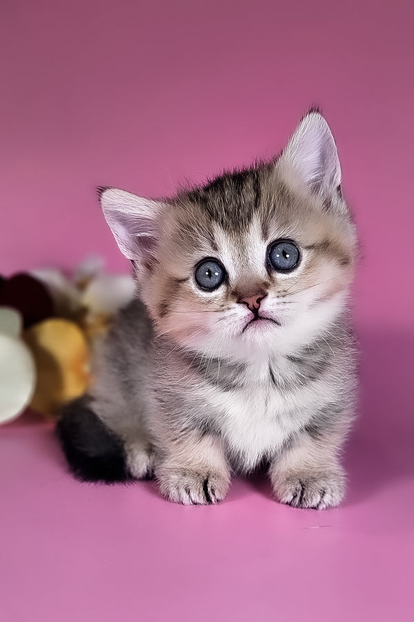 Nika | Munchkin Kitten