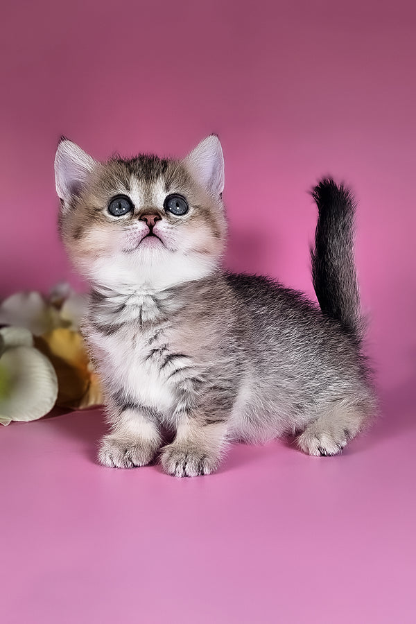 Nika | Munchkin Kitten