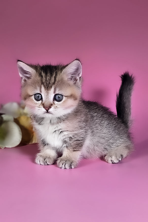 Nika | Munchkin Kitten