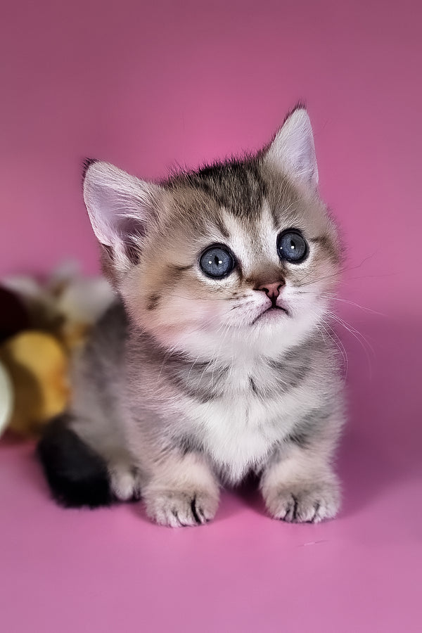 Nika | Munchkin Kitten