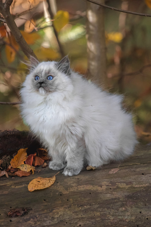 Nika | Ragdoll Kitten