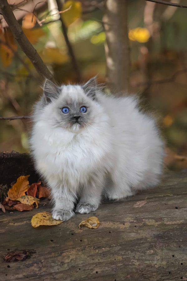 Nika | Ragdoll Kitten