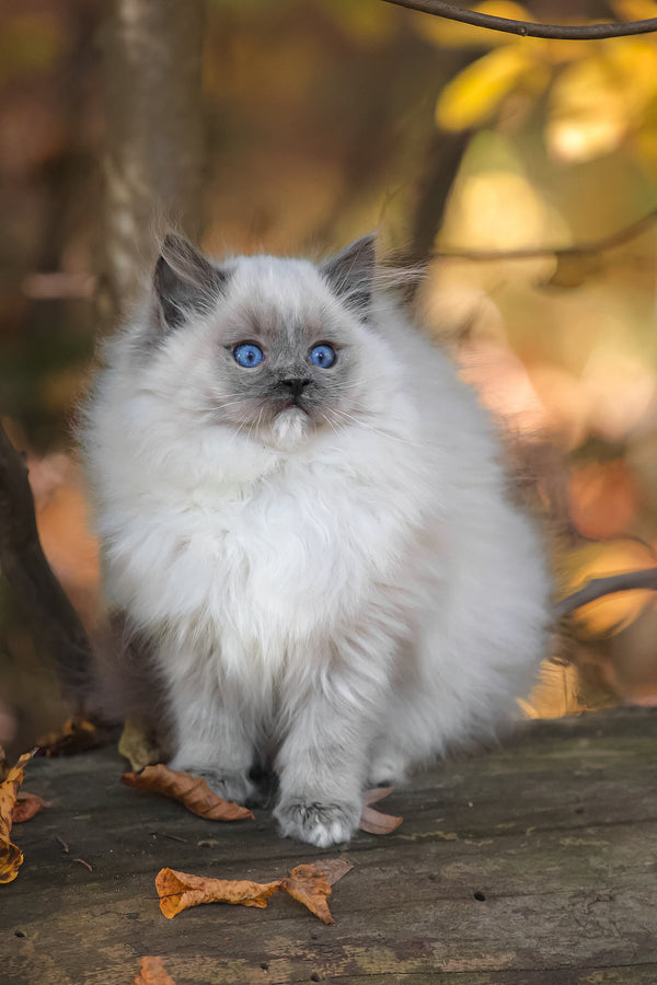 Nika | Ragdoll Kitten