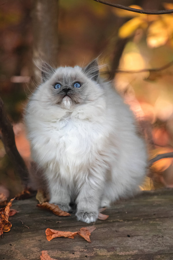 Nika | Ragdoll Kitten