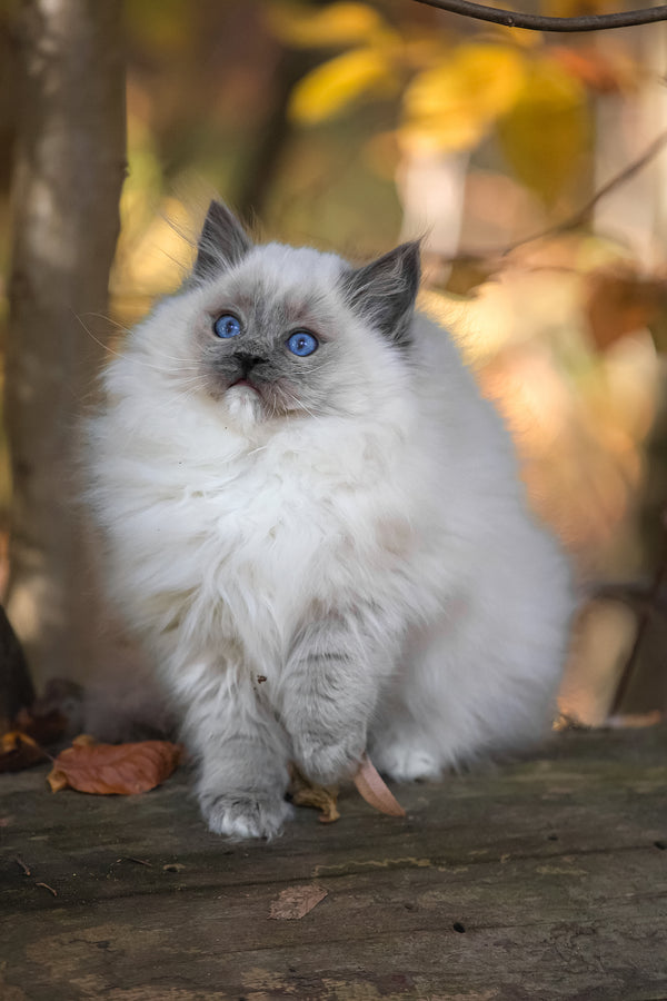 Nika | Ragdoll Kitten