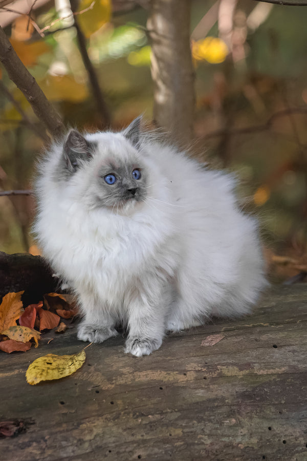 Nika | Ragdoll Kitten