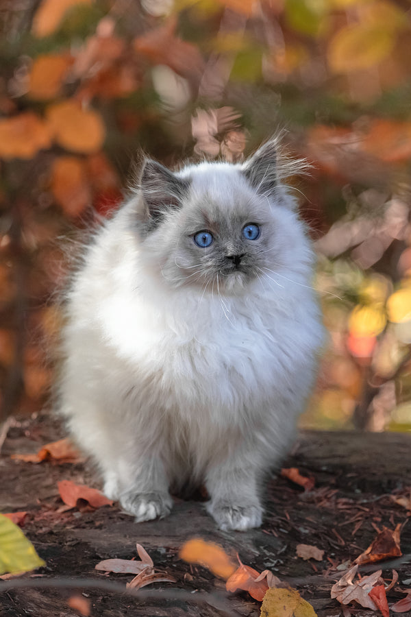 Nika | Ragdoll Kitten