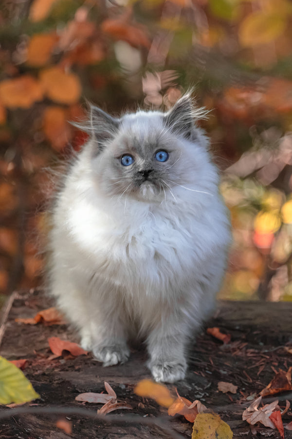 Nika | Ragdoll Kitten