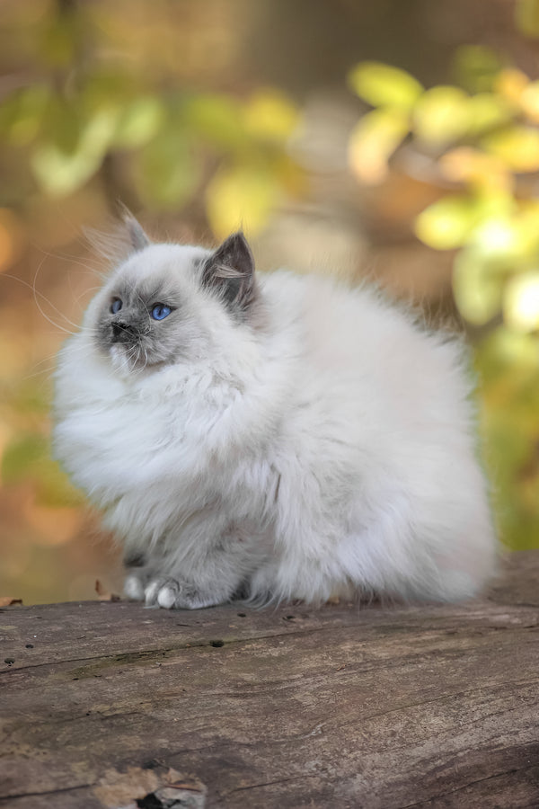 Nika | Ragdoll Kitten