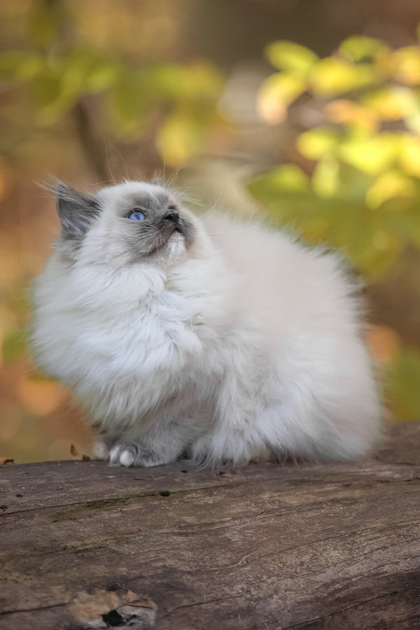 Nika | Ragdoll Kitten