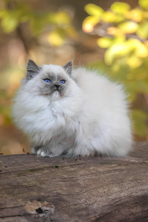 Nika | Ragdoll Kitten