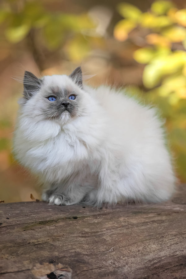 Nika | Ragdoll Kitten
