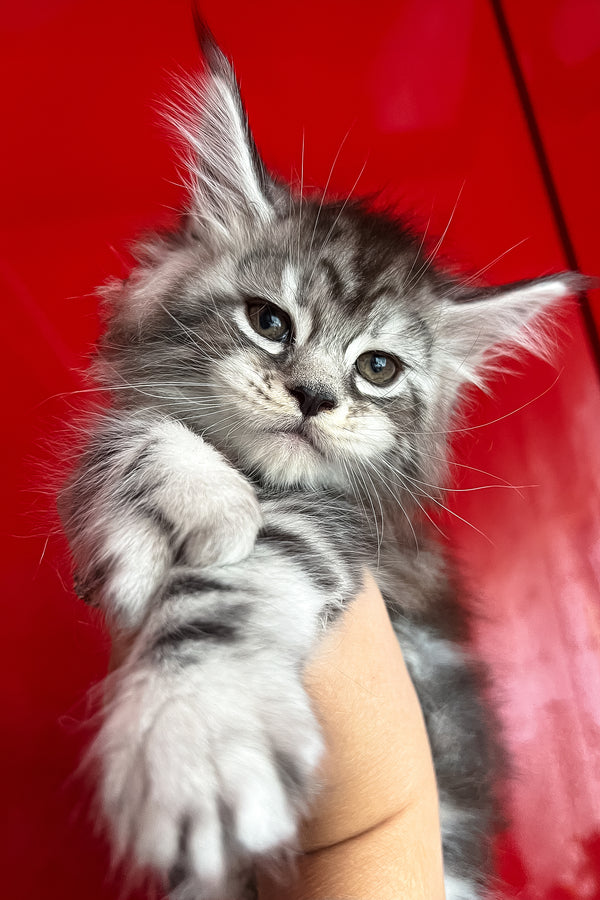 Olympics | Maine Coon Kitten