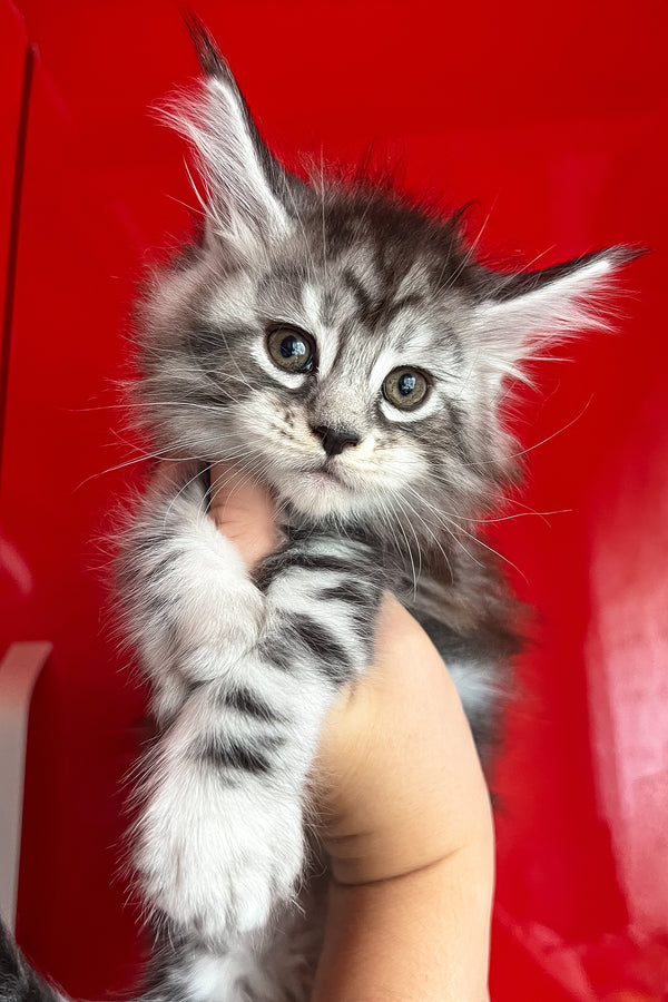 Olympics | Maine Coon Kitten