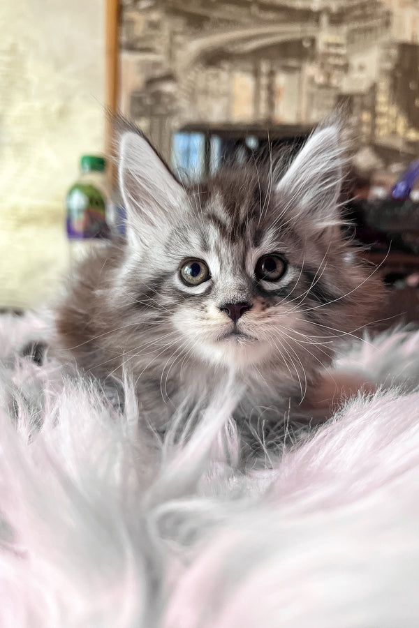 Olympics | Maine Coon Kitten