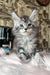 Olympics | Maine Coon Kitten