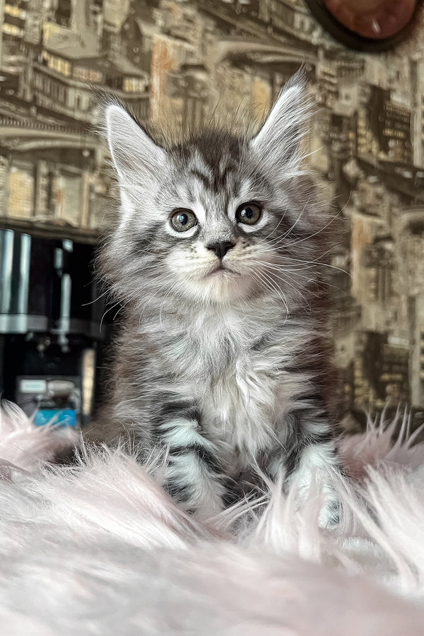 Olympics | Maine Coon Kitten