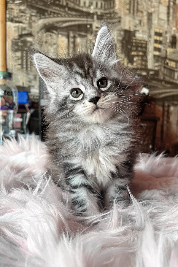 Olympics | Maine Coon Kitten