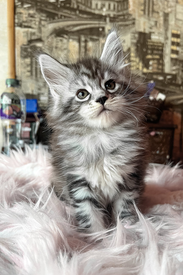 Olympics | Maine Coon Kitten