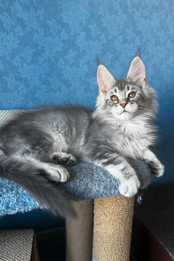 Nicolas | Maine Coon Kitten