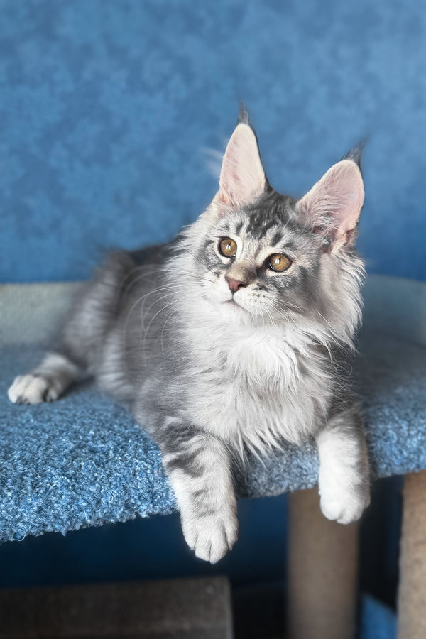 Nicolas | Maine Coon Kitten
