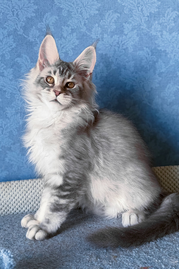 Nicolas | Maine Coon Kitten