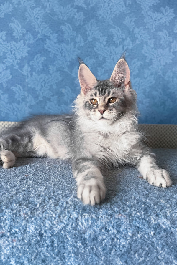 Nicolas | Maine Coon Kitten