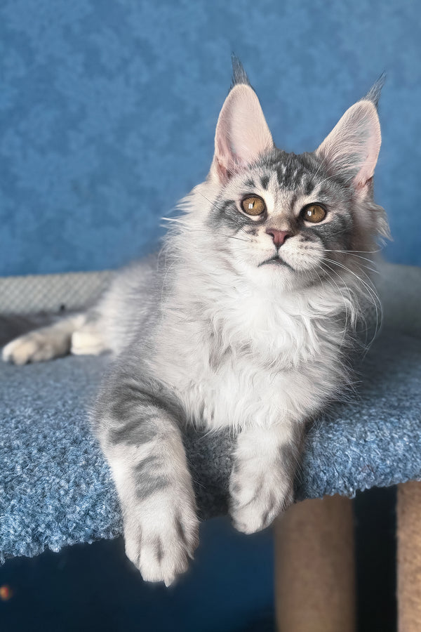 Nicolas | Maine Coon Kitten