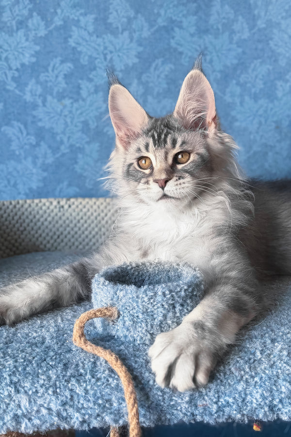 Nicolas | Maine Coon Kitten