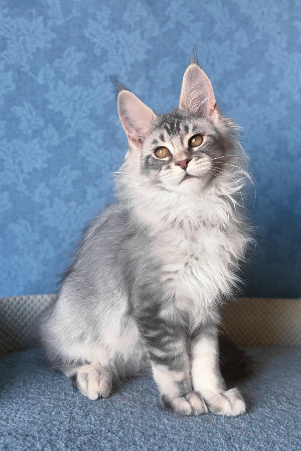 Nicolas | Maine Coon Kitten