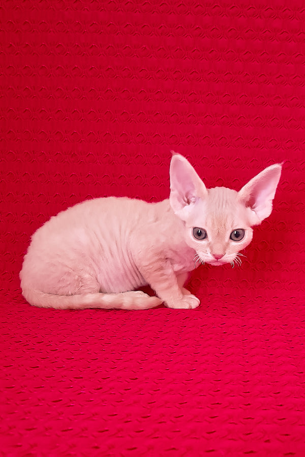 Nikolas | Devon Rex Kitten