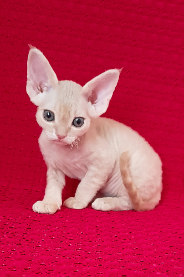 Nikolas | Devon Rex Kitten