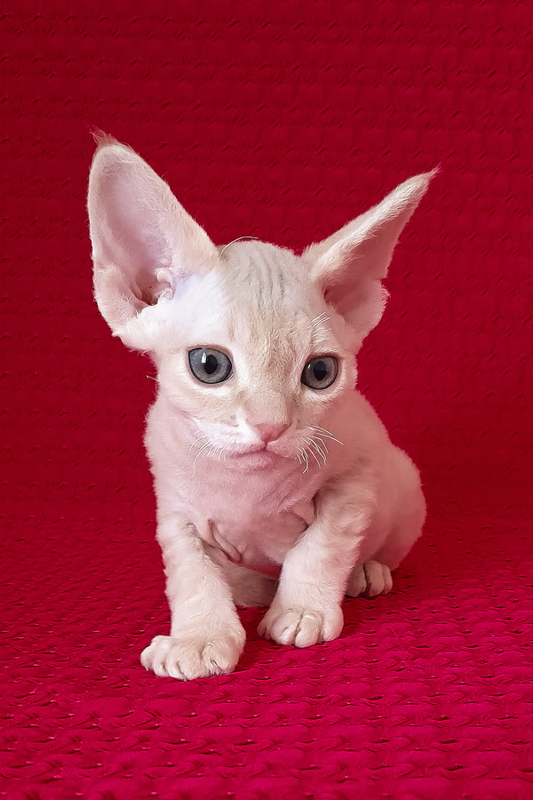 Nikolas | Devon Rex Kitten