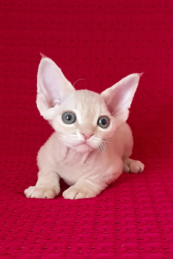 Nikolas | Devon Rex Kitten