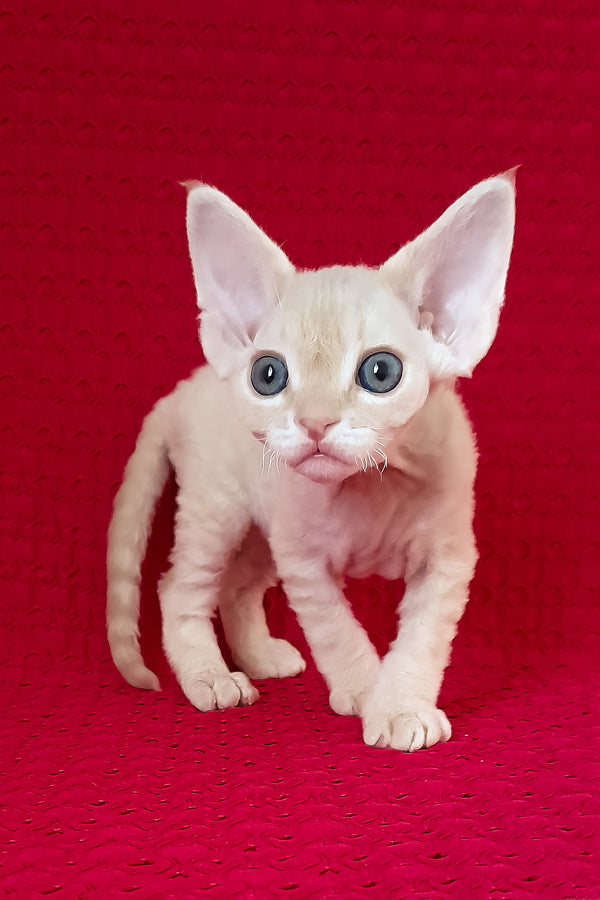 Nikolas | Devon Rex Kitten