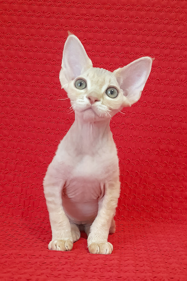 Nikolas | Devon Rex Kitten