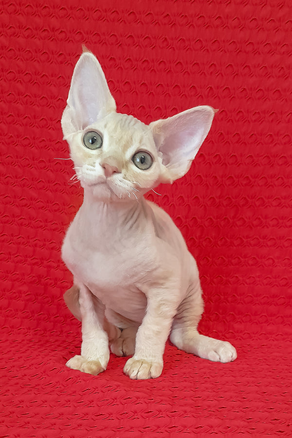 Nikolas | Devon Rex Kitten